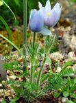 fotografie Záhradné kvety Poniklec Veľkokvetý (Pulsatilla), modrá