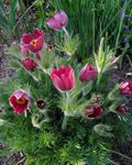 снимка Градински цветове Съсънка (Pulsatilla), червен