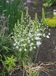foto Flores do Jardim Star-De-Belém (Ornithogalum), branco