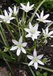 fotoğraf Bahçe Çiçekleri Star-Of-Bethlehem (Ornithogalum), beyaz