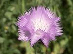 fotografija Vrtno Cvetje Amberboa, Sladko Sultan , lila