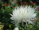 Photo les fleurs du jardin Amberboa, Sultan Douce , blanc