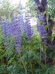 Foto Flores de jardín Lupino Streamside (Lupinus), azul