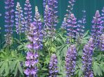 fotografie Gradina Flori Lupin Streamside (Lupinus), violet