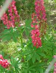 Фото Садові Квіти Люпин (Lupinus), червоний