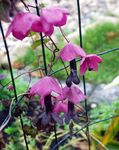 foto I fiori da giardino Viola Vite Campana (Rhodochiton), rosa