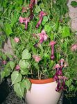 fotografija Vrtno Cvetje Purple Bell Trta (Rhodochiton), vino
