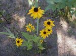 Bilde Hage blomster Svart-Eyed Susan, Østlige Coneflower, Oransje Coneflower, Prangende Coneflower (Rudbeckia), gul