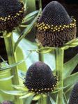 foto I fiori da giardino Black-Eyed Susan, Echinacea Orientale, Arancio Echinacea, Echinacea Appariscente (Rudbeckia), nero
