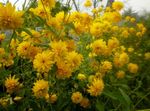 fénykép Fekete Szemű Susan, Keleti Kasvirág, Narancs Kasvirág, Mutatós Kasvirág (Rudbeckia), sárga