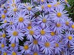 fotografie Záhradné kvety Ialian Aster (Amellus), modrá