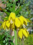 снимка Градински цветове Crown Imperial Fritillaria , жълт