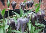 foto Flores do Jardim Coroar Fritillaria Imperial , preto