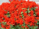 Fil Trädgårdsblommor Scarlet Salvia, Röd Salvia (Salvia splendens), röd