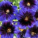 フォト 庭の花 塗装舌 (Salpiglossis), 青