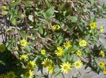 fotografie Záhradné kvety Plazivý Zinnia, Sanvitalia , žltá