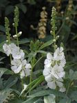 Фото Садовые Цветы Сидальцея (Sidalcea), белый