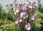 Foto Dārza Ziedi Checkerbloom, Miniatūra Kāršu Roze, Prairie Malva, Pārbaudītājs Malva (Sidalcea), sārts