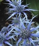 foto I fiori da giardino Mare Ametista Agrifoglio, Eryngo Alpine, Mare Alpine Agrifoglio (Eryngium), azzurro
