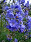 Nuotrauka Sodo Gėlės Jokūbo Kopėčios (Polemonium caeruleum), šviesiai mėlynas