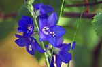 Foto Flores de jardín La Escalera De Jacob (Polemonium caeruleum), azul