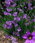Photo Garden Flowers Stout Blue-eyed Grass, Blue eye-grass (Sisyrinchium), lilac