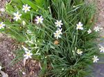 Fil Trädgårdsblommor Stout Blåögda Gräs, Blått Öga-Gräs (Sisyrinchium), vit