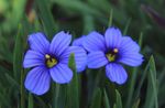 foto Flores do Jardim Stout Grama De Olhos Azuis, Olhos Azuis-Grass (Sisyrinchium), luz azul