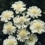 Foto Scabiosa, Nålepude Blomst , hvid