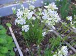 照 园林花卉 玫瑰天堂 (Viscaria, Silene coeli-rosa), 白
