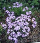foto I fiori da giardino Gloria Della Neve (Chionodoxa), lilla