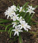 fotografie Záhradné kvety Sláva Snehu (Chionodoxa), biely
