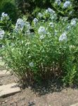 zdjęcie Ogrodowe Kwiaty Amsoniya (Amsonia tabernaemontana), jasnoniebieski