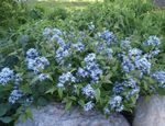 fotografija Vrtno Cvetje Blue Dogbane (Amsonia tabernaemontana), svetlo modra