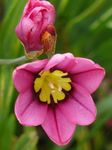 φωτογραφία Λουλούδια κήπου Sparaxis, Αρλεκίνος Λουλούδι , ροζ