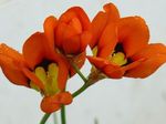 kuva Sparaxis, Harlekiini Kukka ominaisuudet