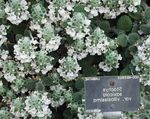 フォト 庭の花 大きなベトニー (Stachys), ホワイト