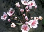 სურათი ბაღის ყვავილები აყვავებული Rush (Butomus), ვარდისფერი