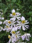 Фото Садові Квіти Схизантус (Шізантус) (Schizanthus), білий