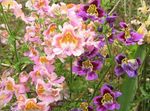 Fil Fattig Mans Orkidé, Fjäril Blomma (Schizanthus), rosa