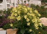 fotografie Záhradné kvety Kvitnúce Tabak (Nicotiana), žltá