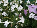 снимка Градински цветове Цъфтежа На Тютюн (Nicotiana), бял