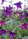fotografie Záhradné kvety Kvitnúce Tabak (Nicotiana), fialový