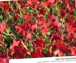 Foto Blomstrende Tobak (Nicotiana), rød