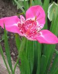 照 老虎花，墨西哥贝壳花 (Tigridia pavonia), 粉红色