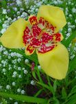 Фото Садові Квіти Тігрідія (Tigridia pavonia), жовтий