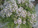 foto I fiori da giardino Giardino Timo, Inglese Timo, Timo Comune (Thymus), bianco