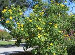 フォト 庭の花 ヒマワリの木、木のマリーゴールド、野生のひまわり、メキシコヒマワリ (Tithonia), 黄