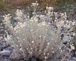 სურათი ბაღის ყვავილები მარგალიტი მარადიული (Anaphalis), თეთრი