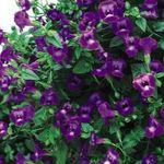 Фото Садові Квіти Торенія (Torenia), фіолетовий